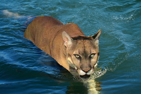 Mountain lion swimming